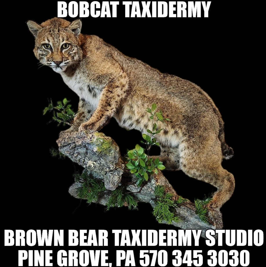 Bobcat Taxidermy at Brown Bear Taxidermy Studio